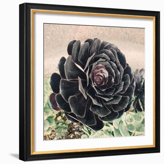 The Succulent-Ashley Davis-Framed Art Print