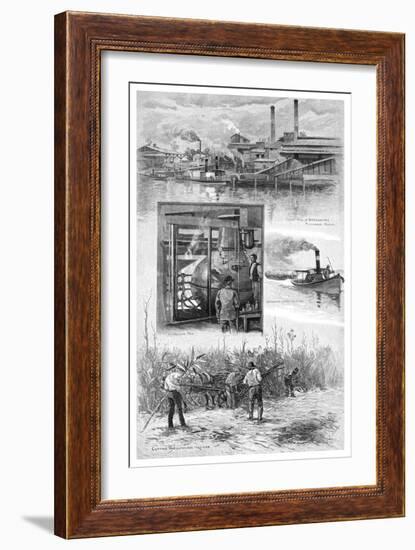 The Sugar Industry, Richmond River, New South Wales, Australia, 1886-JR Ashton-Framed Giclee Print