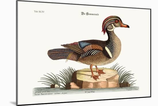 The Summer Duck, 1749-73-Mark Catesby-Mounted Giclee Print