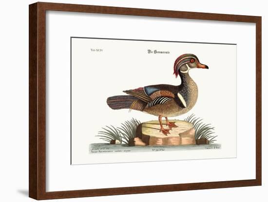 The Summer Duck, 1749-73-Mark Catesby-Framed Giclee Print