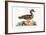 The Summer Duck, 1749-73-Mark Catesby-Framed Giclee Print