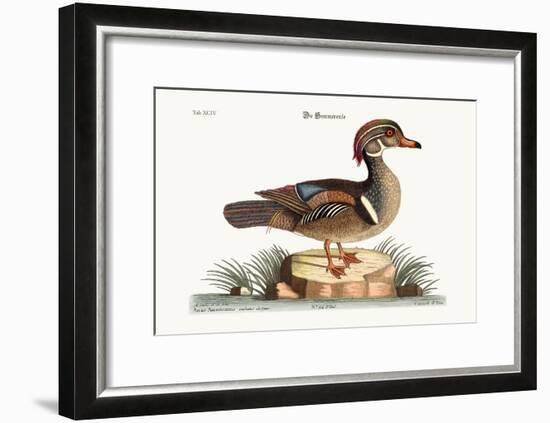 The Summer Duck, 1749-73-Mark Catesby-Framed Giclee Print