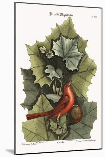 The Summer Red-Bird, 1749-73-Mark Catesby-Mounted Giclee Print