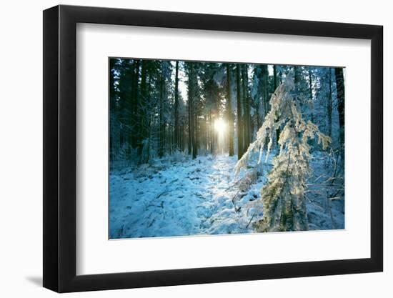 The Sun Finding a Small Opening in the Snowy Forest of Koenigstuhl-Andreas Brandl-Framed Photographic Print