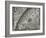 The Sun, Moon and Stars-Camille Flammarion-Framed Giclee Print