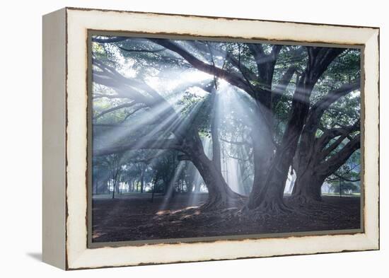 The Sun's Rays Shine Through Trees in Mist in Ibirapuera Park-Alex Saberi-Framed Premier Image Canvas