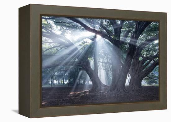 The Sun's Rays Shine Through Trees in Mist in Ibirapuera Park-Alex Saberi-Framed Premier Image Canvas