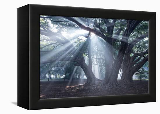 The Sun's Rays Shine Through Trees in Mist in Ibirapuera Park-Alex Saberi-Framed Premier Image Canvas