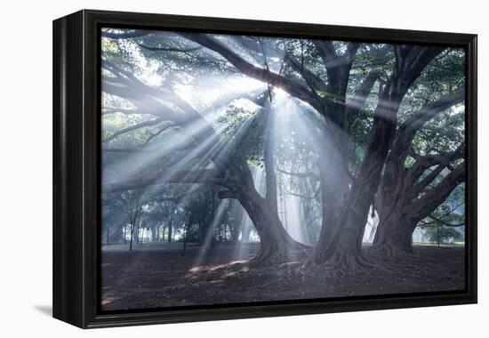 The Sun's Rays Shine Through Trees in Mist in Ibirapuera Park-Alex Saberi-Framed Premier Image Canvas