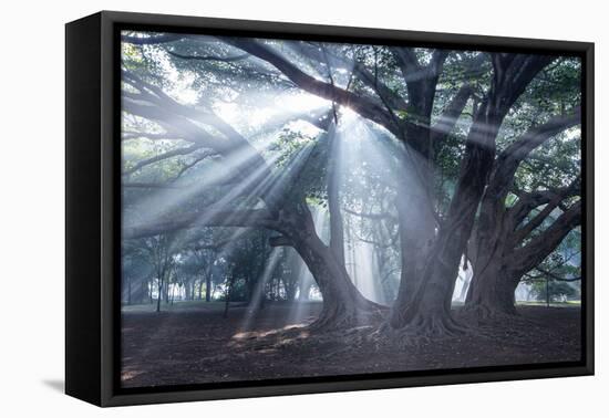 The Sun's Rays Shine Through Trees in Mist in Ibirapuera Park-Alex Saberi-Framed Premier Image Canvas