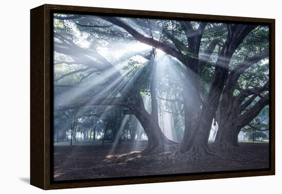 The Sun's Rays Shine Through Trees in Mist in Ibirapuera Park-Alex Saberi-Framed Premier Image Canvas