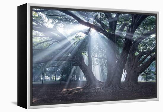 The Sun's Rays Shine Through Trees in Mist in Ibirapuera Park-Alex Saberi-Framed Premier Image Canvas