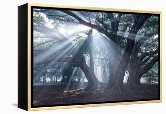 The Sun's Rays Shine Through Trees in Mist in Ibirapuera Park-Alex Saberi-Framed Premier Image Canvas