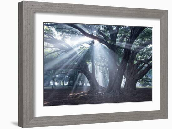 The Sun's Rays Shine Through Trees in Mist in Ibirapuera Park-Alex Saberi-Framed Photographic Print