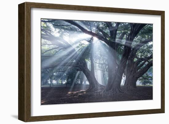 The Sun's Rays Shine Through Trees in Mist in Ibirapuera Park-Alex Saberi-Framed Photographic Print