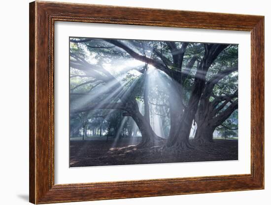 The Sun's Rays Shine Through Trees in Mist in Ibirapuera Park-Alex Saberi-Framed Photographic Print