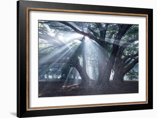 The Sun's Rays Shine Through Trees in Mist in Ibirapuera Park-Alex Saberi-Framed Photographic Print