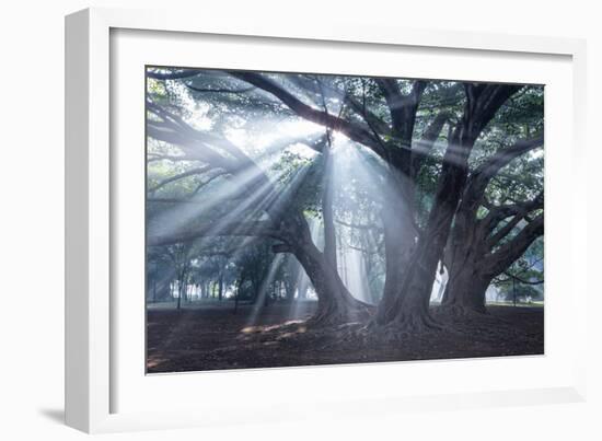 The Sun's Rays Shine Through Trees in Mist in Ibirapuera Park-Alex Saberi-Framed Photographic Print