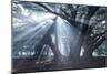 The Sun's Rays Shine Through Trees in Mist in Ibirapuera Park-Alex Saberi-Mounted Photographic Print