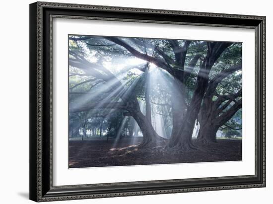 The Sun's Rays Shine Through Trees in Mist in Ibirapuera Park-Alex Saberi-Framed Photographic Print