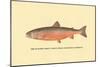 The Sunapee Trout-H.h. Leonard-Mounted Art Print