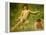 The Sunbathers-Henry Scott Tuke-Framed Premier Image Canvas