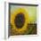 The Sunflower-Chris Ross Williamson-Framed Giclee Print