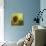 The Sunflower-Chris Ross Williamson-Giclee Print displayed on a wall