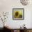 The Sunflower-Chris Ross Williamson-Framed Giclee Print displayed on a wall