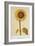 The Sunflower-Nicolas Robert-Framed Giclee Print