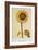 The Sunflower-Nicolas Robert-Framed Giclee Print