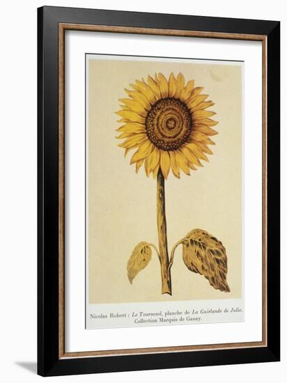 The Sunflower-Nicolas Robert-Framed Giclee Print