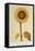 The Sunflower-Nicolas Robert-Framed Premier Image Canvas