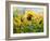 The Sunflowers Drawn By Gouache On A Paper-balaikin2009-Framed Art Print