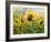 The Sunflowers Drawn By Gouache On A Paper-balaikin2009-Framed Art Print