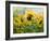 The Sunflowers Drawn By Gouache On A Paper-balaikin2009-Framed Art Print