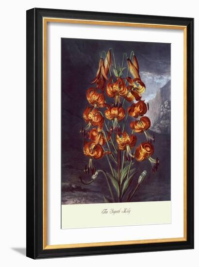 The Superb Lily-null-Framed Art Print