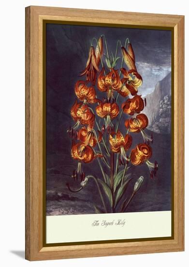 The Superb Lily-null-Framed Stretched Canvas