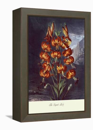 The Superb Lily-null-Framed Stretched Canvas