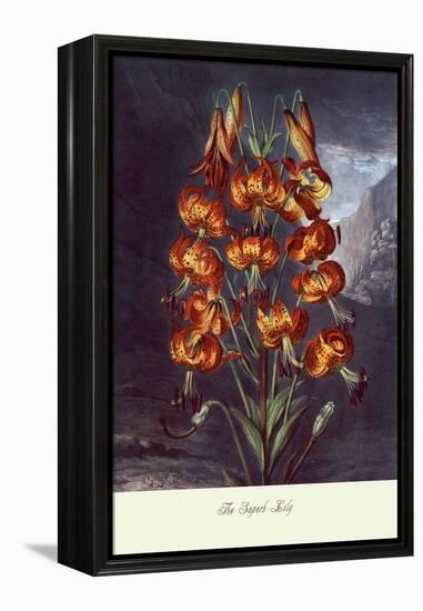 The Superb Lily-null-Framed Stretched Canvas