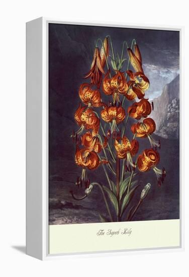 The Superb Lily-null-Framed Stretched Canvas