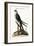 The Swallow-Tail Hawk, 1749-73-Mark Catesby-Framed Giclee Print