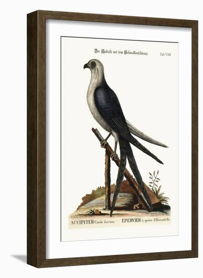 The Swallow-Tail Hawk, 1749-73-Mark Catesby-Framed Giclee Print