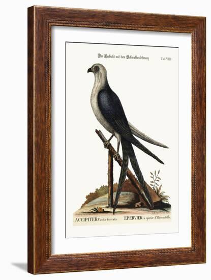 The Swallow-Tail Hawk, 1749-73-Mark Catesby-Framed Giclee Print