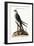 The Swallow-Tail Hawk, 1749-73-Mark Catesby-Framed Giclee Print