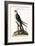 The Swallow-Tail Hawk, 1749-73-Mark Catesby-Framed Giclee Print