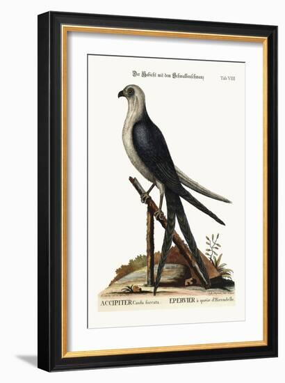 The Swallow-Tail Hawk, 1749-73-Mark Catesby-Framed Giclee Print