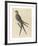 The Swallow Tail Hawk-Mark Catesby-Framed Premium Giclee Print