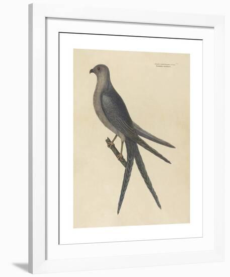 The Swallow Tail Hawk-Mark Catesby-Framed Premium Giclee Print