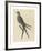 The Swallow Tail Hawk-Mark Catesby-Framed Premium Giclee Print